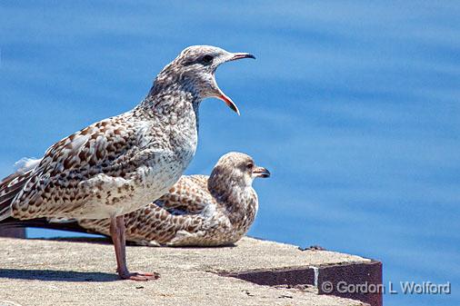 Large Mouth Gull_25719.21.jpg - Juvenile Ring-billed Gulls (Larus delawarensis) photographed at Morrisburg, Ontario, Canada.